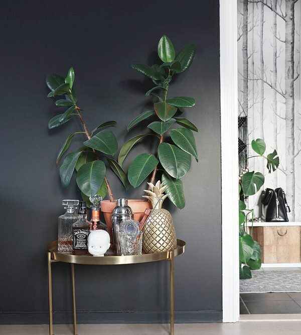 ভাল ঘুম - রাবার গাছের ইতিবাচক শক্তি ঘরের মধ্যে এমন একটি পরিবেশ তৈরি করে, যা খুব সহজেই ঘুমোতে সাহায্য করে। 