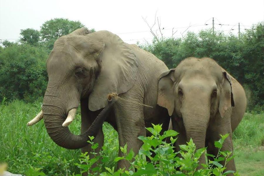 Elephant-Human conflict cannot be solved with a magic wand