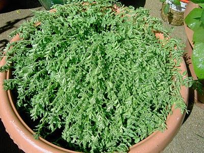 ছোলা শাক- রক্তের খারাপ কোলেস্টেরল নিয়ন্ত্রণ করে এই শাক শরীরকে সুস্থ রাখে। 