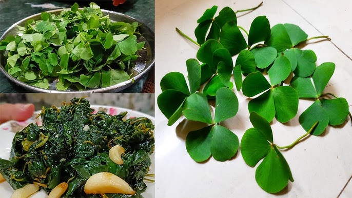 শুসনি শাক- অনিদ্রাজনিত সমস্যায় যাঁরা ভোগেন, শুসনি শাক তাঁদের জন্য খুব উপকারী।