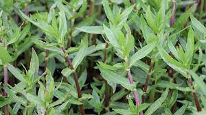 হিঞ্চে শাক- পেটের সমস্যা দূর করে, গ্যাস এবং অম্বলের সমস্যা মেটায়। এ ছাড়া হজমশক্তি বাড়াতে সাহায্য করে, ত্বকের সমস্যায় সহায়ক ভূমিকা পালন করে।