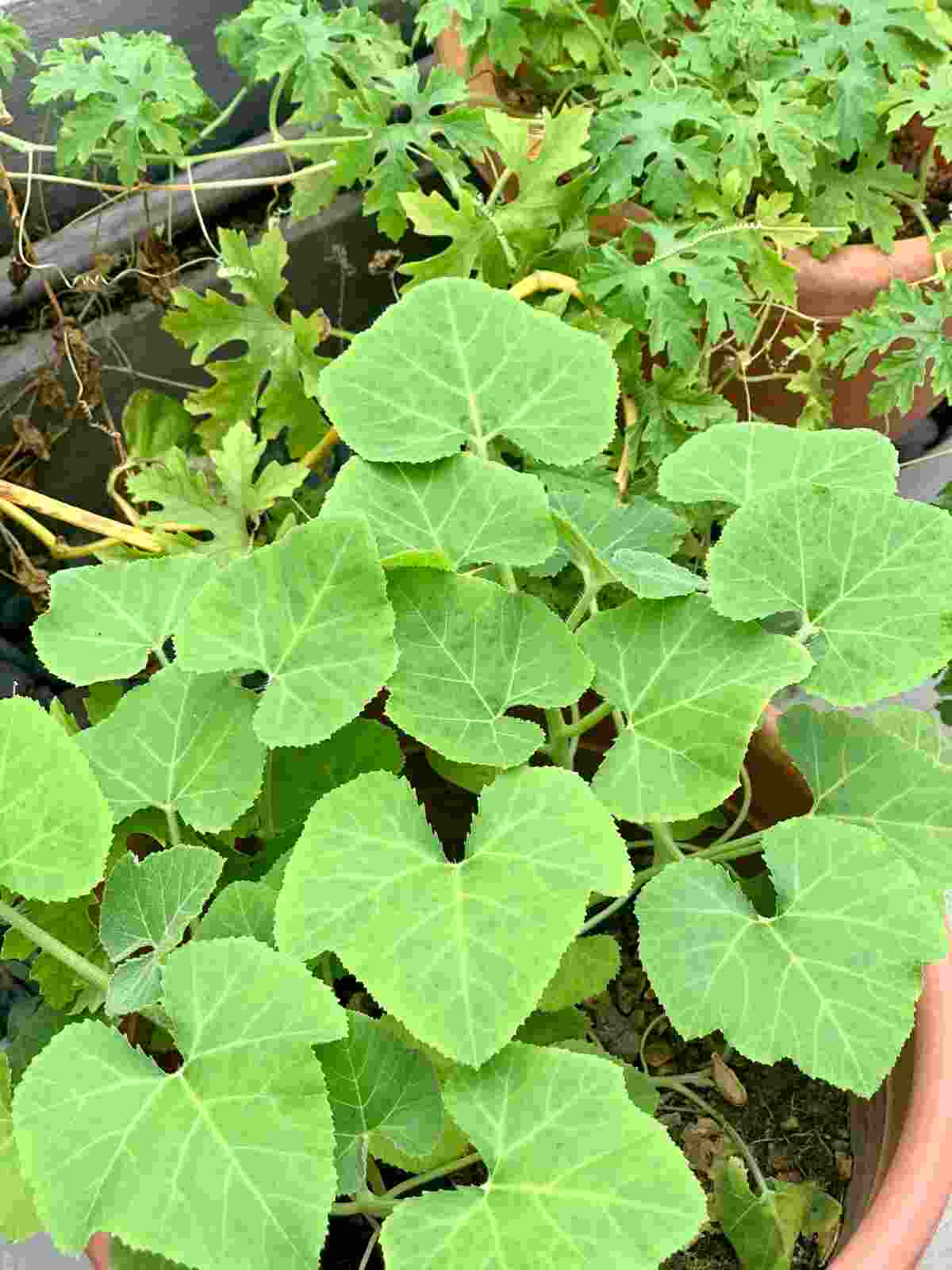 কুমড়ো শাক - দুর্বলতা দূর করতে সাহায্য করে এই শাক।