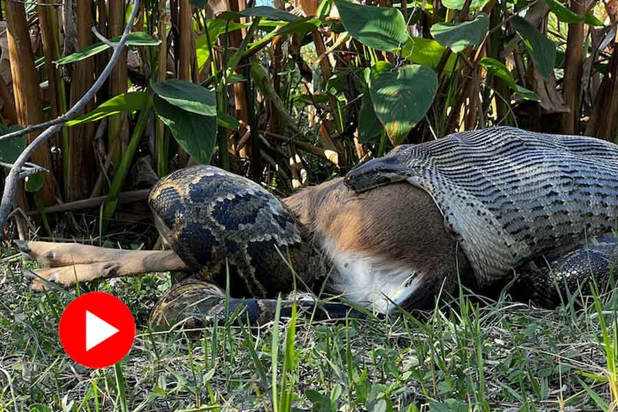 Burmese Python Swallows A Whole Deer in florida