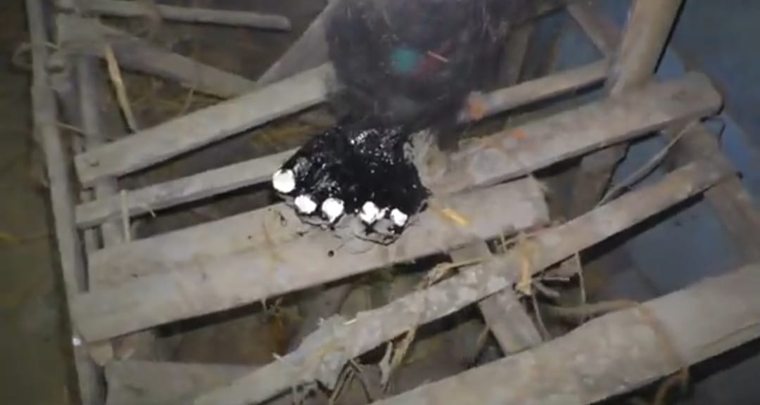 হিংস্র প্রাণীর আদলে তৈরি হচ্ছে ভূতের দাঁত ও নখ। এক একটিকে দেখতেও এক এক রকম। কোনওটির সঙ্গেই কোনও ভূতের মডেলের মিল নেই। 