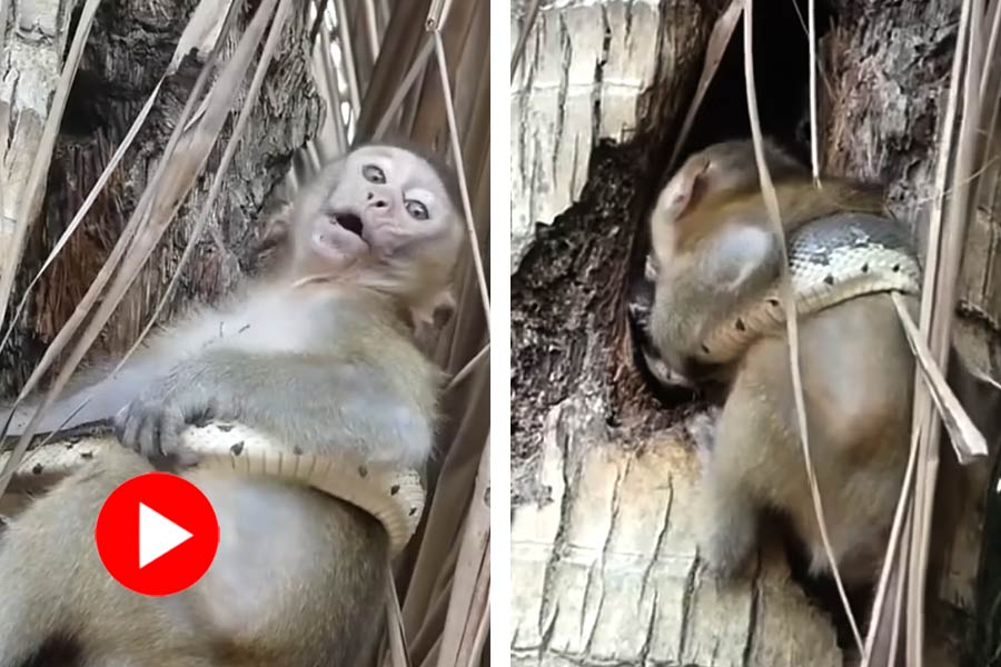 Huge snake and baby monkey fight went viral in social media