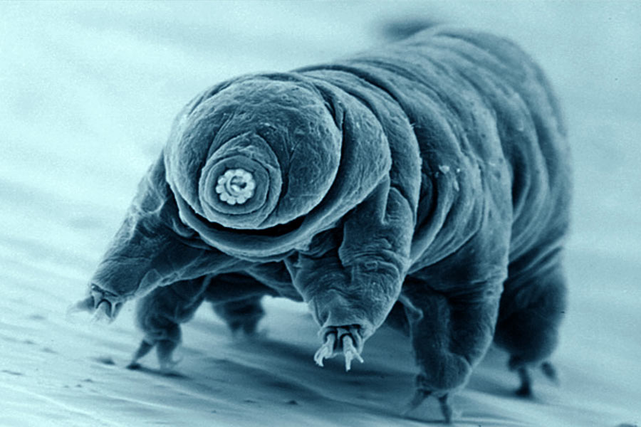 New species of tardigrade found that can resist huge radiation 