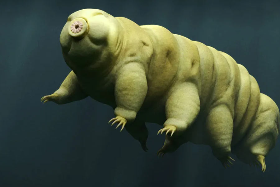 New species of tardigrade found that can resist huge radiation 
