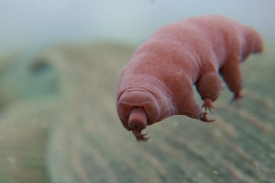 New species of tardigrade found that can resist huge radiation 