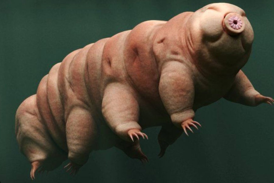 New species of tardigrade found that can resist huge radiation 