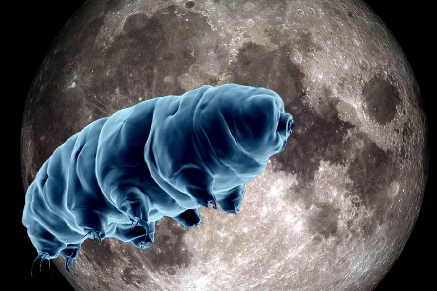 New species of tardigrade found that can resist huge radiation 