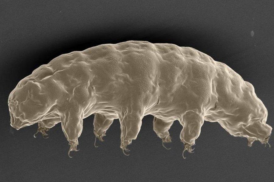 New species of tardigrade found that can resist huge radiation 
