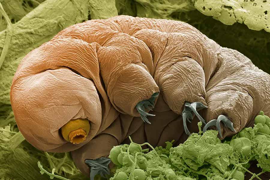 New species of tardigrade found that can resist huge radiation 