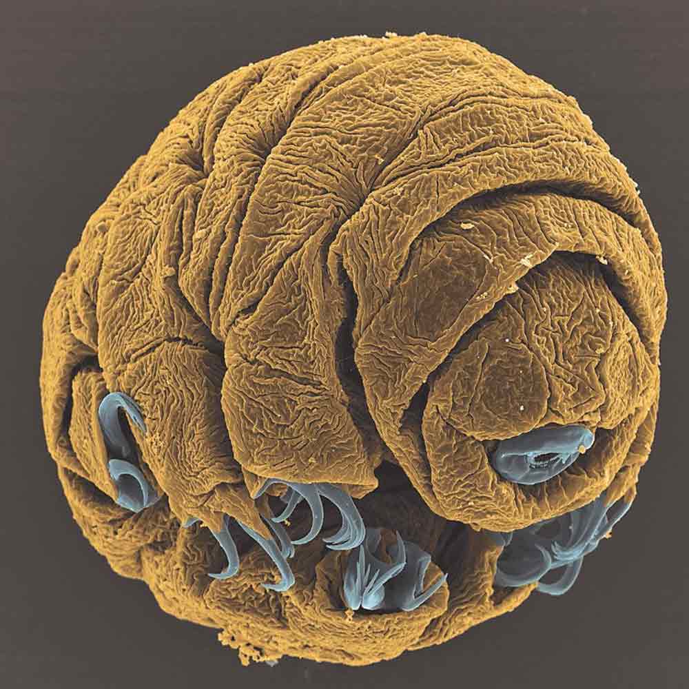 New species of tardigrade found that can resist huge radiation 