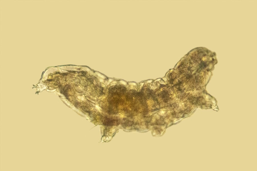 New species of tardigrade found that can resist huge radiation 