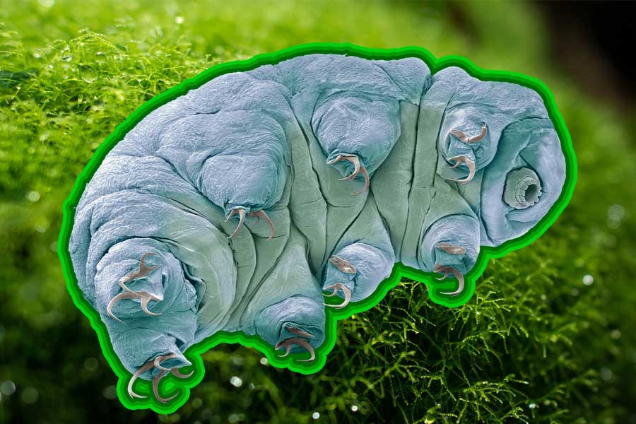 New species of tardigrade found that can resist huge radiation 