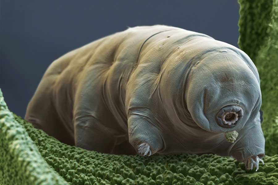 New species of tardigrade found that can resist huge radiation 