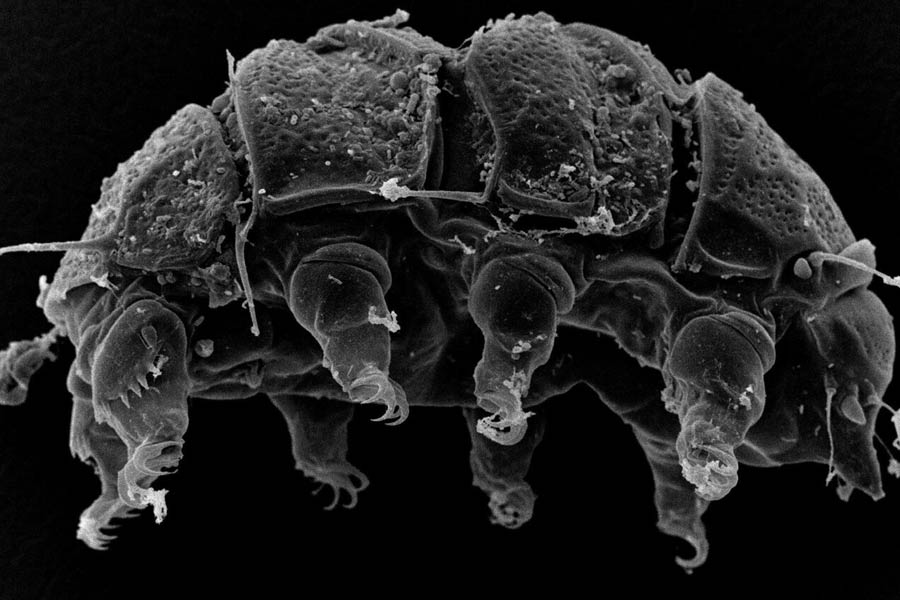New species of tardigrade found that can resist huge radiation 