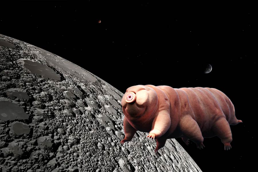 New species of tardigrade found that can resist huge radiation 