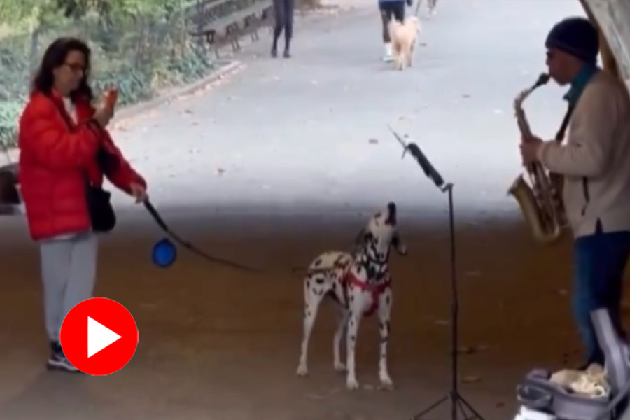 Video of dog and Saxophonist jamming together in street