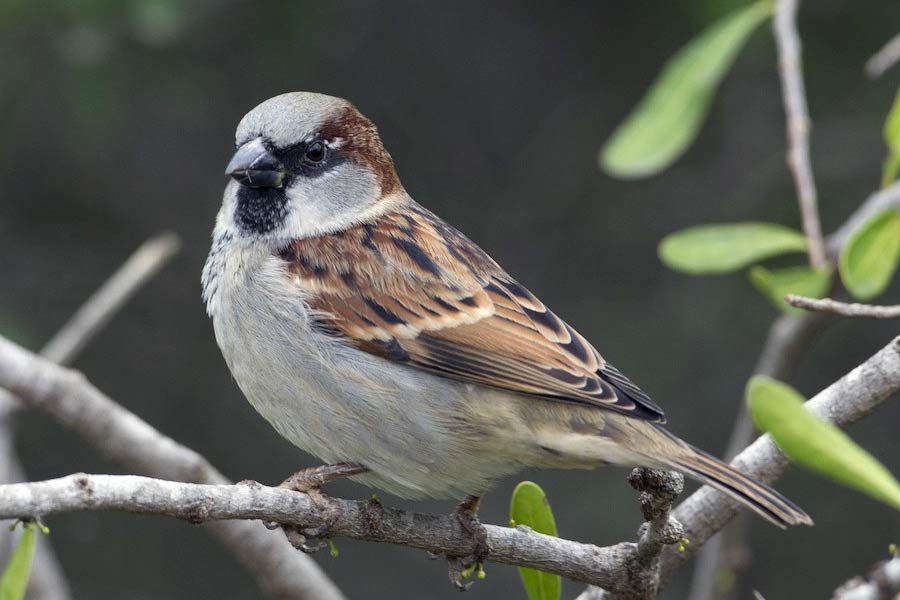 China Great Sparrow Campaign world deadliest environmental disaster resulted 75 million human deaths