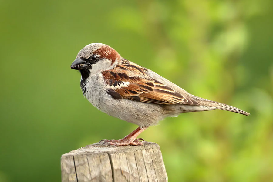 China Great Sparrow Campaign world deadliest environmental disaster resulted 75 million human deaths