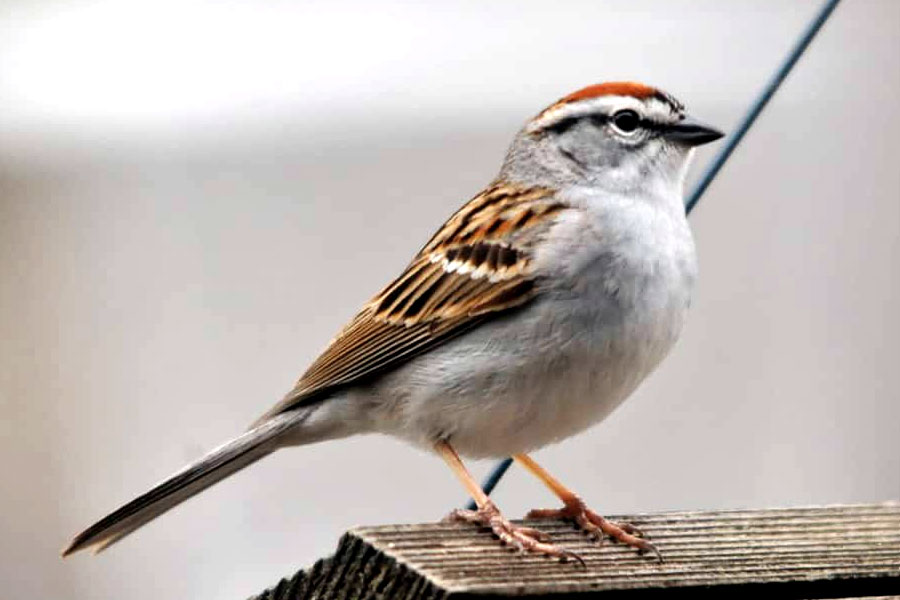 China Great Sparrow Campaign world deadliest environmental disaster resulted 75 million human deaths