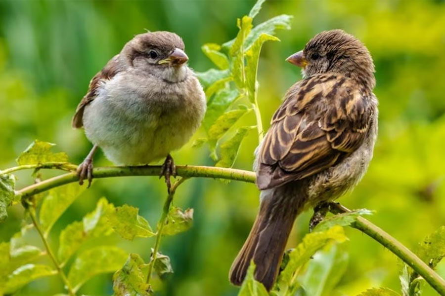 China Great Sparrow Campaign world deadliest environmental disaster resulted 75 million human deaths