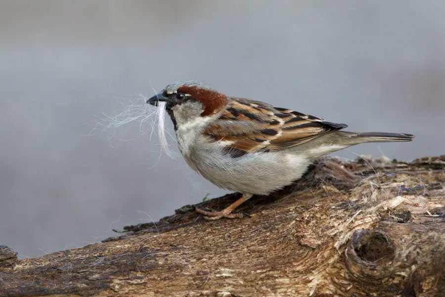 China Great Sparrow Campaign world deadliest environmental disaster resulted 75 million human deaths