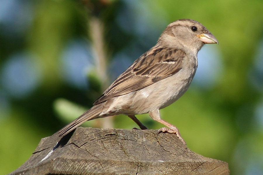 China Great Sparrow Campaign world deadliest environmental disaster resulted 75 million human deaths