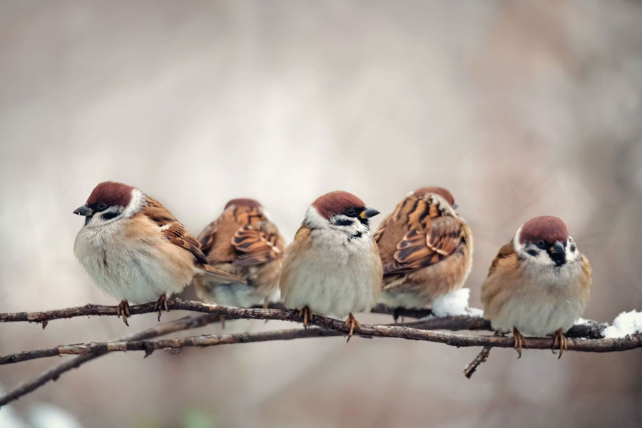 China Great Sparrow Campaign world deadliest environmental disaster resulted 75 million human deaths