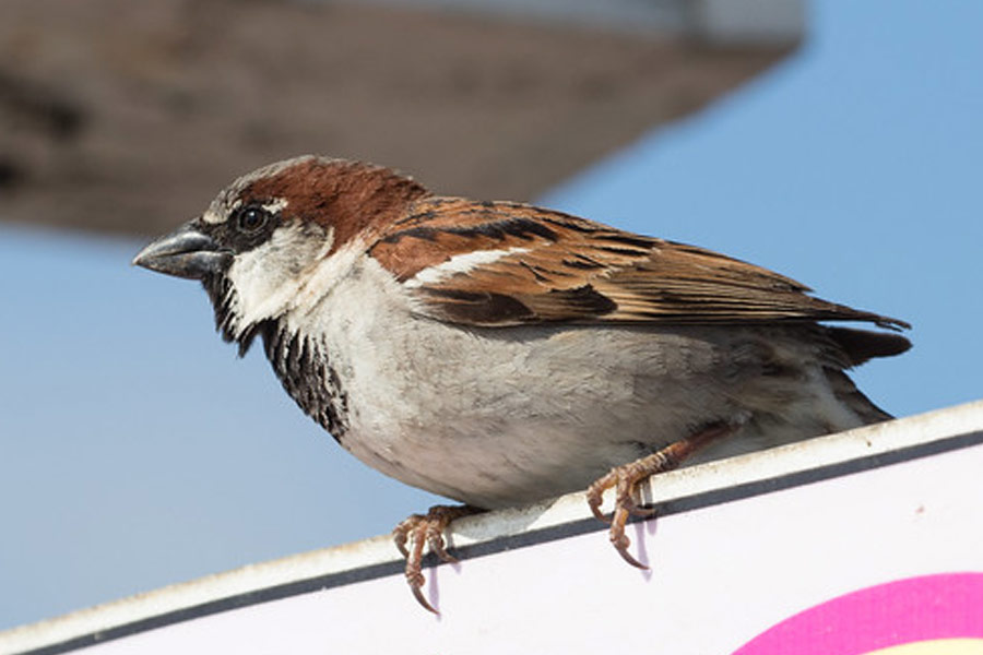 China Great Sparrow Campaign world deadliest environmental disaster resulted 75 million human deaths