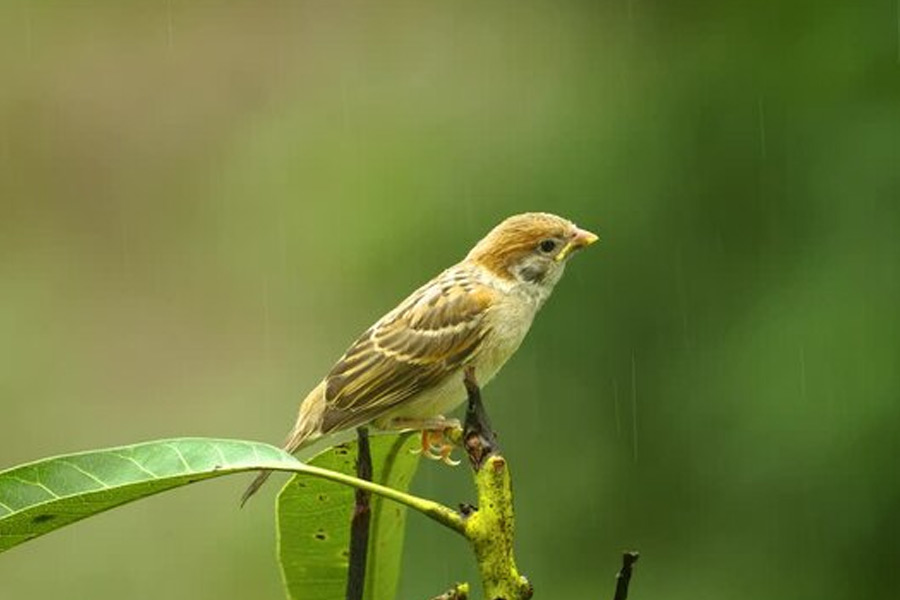 China Great Sparrow Campaign world deadliest environmental disaster resulted 75 million human deaths