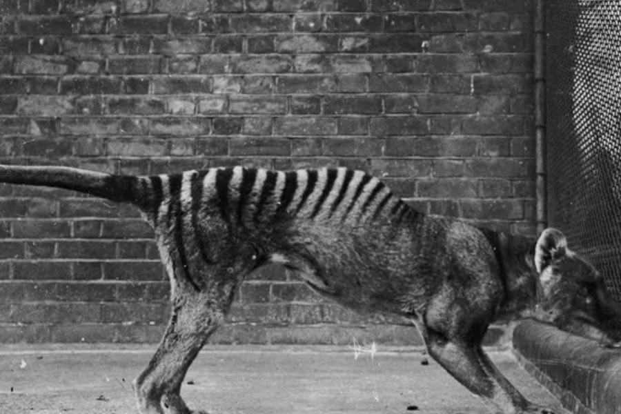 Scientists believe they could soon resurrect Tasmanian tiger 
