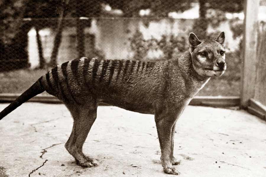 Scientists believe they could soon resurrect Tasmanian tiger 