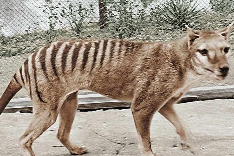 Scientists believe they could soon resurrect Tasmanian tiger 