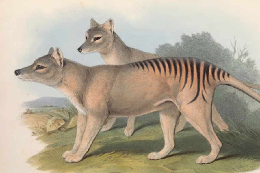 Scientists believe they could soon resurrect Tasmanian tiger 