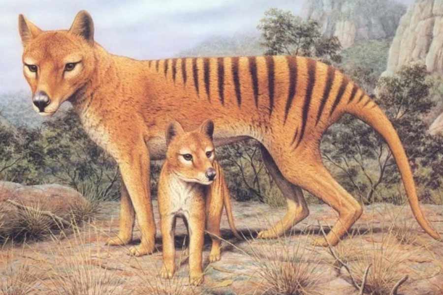 Scientists believe they could soon resurrect Tasmanian tiger 