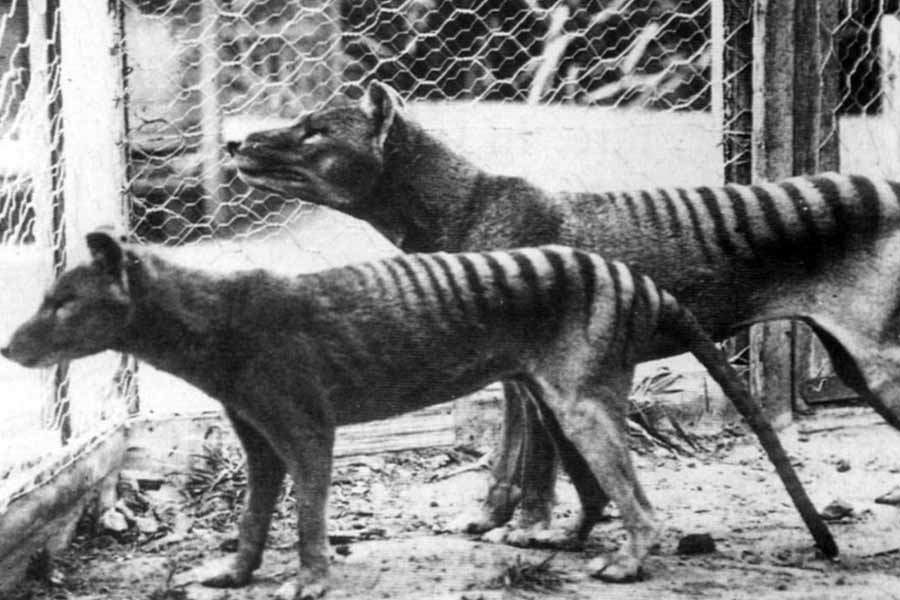 Scientists believe they could soon resurrect Tasmanian tiger 