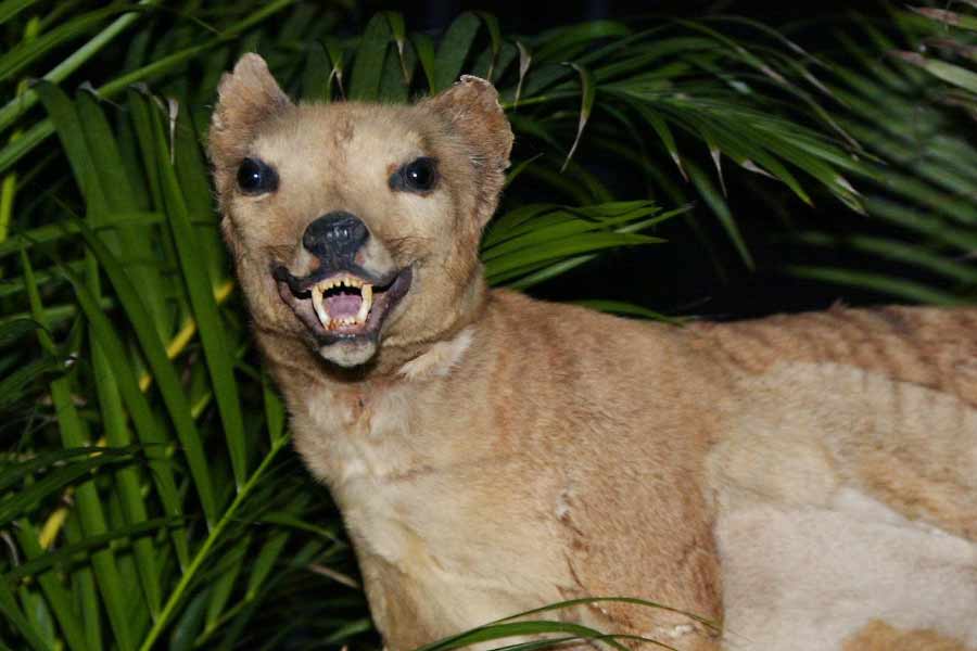 Scientists believe they could soon resurrect Tasmanian tiger 