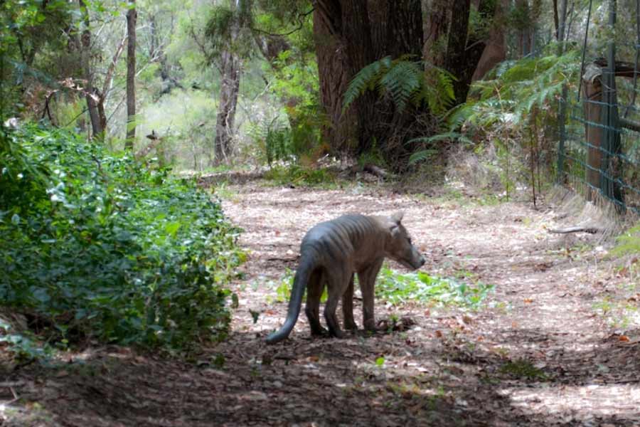 Scientists believe they could soon resurrect Tasmanian tiger 