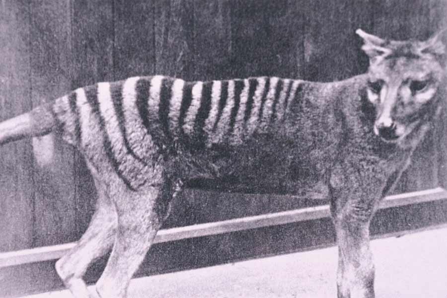 Scientists believe they could soon resurrect Tasmanian tiger 