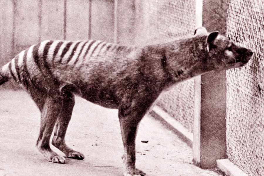 Scientists believe they could soon resurrect Tasmanian tiger 