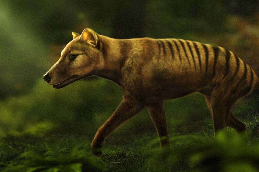 Scientists believe they could soon resurrect Tasmanian tiger 