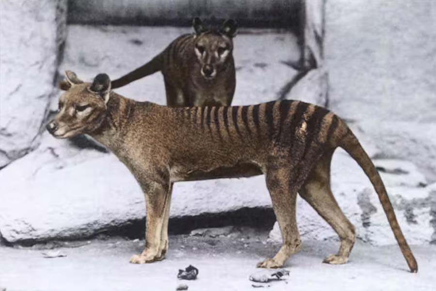 Scientists believe they could soon resurrect Tasmanian tiger 