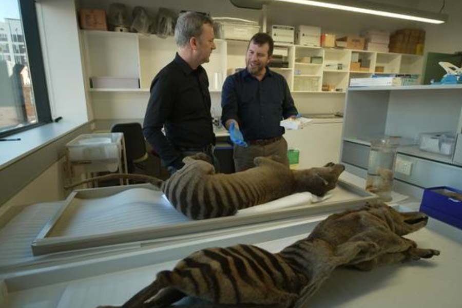 Scientists believe they could soon resurrect Tasmanian tiger 