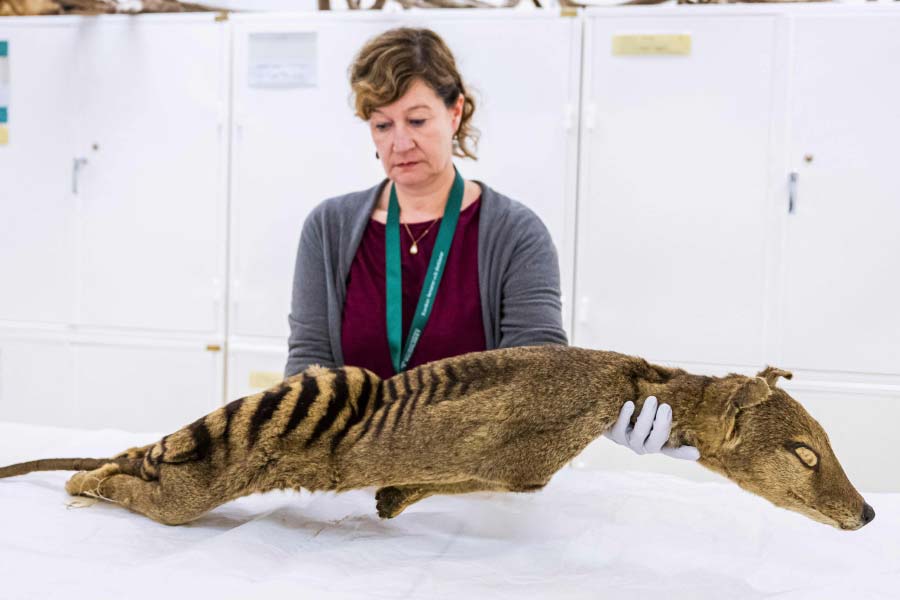 Scientists believe they could soon resurrect Tasmanian tiger 