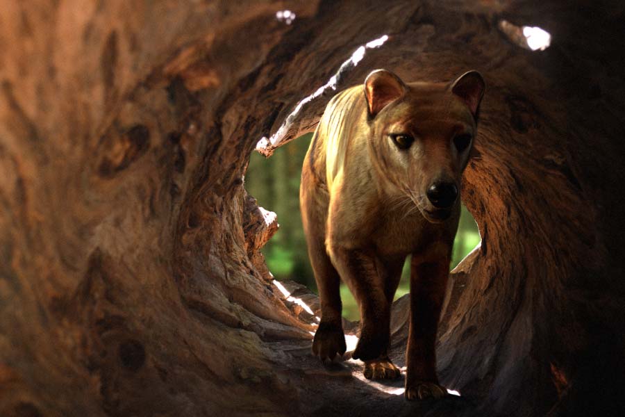 Scientists believe they could soon resurrect Tasmanian tiger 