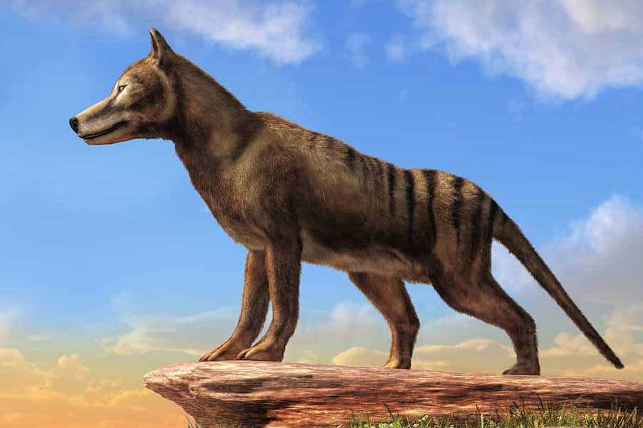 Scientists believe they could soon resurrect Tasmanian tiger 