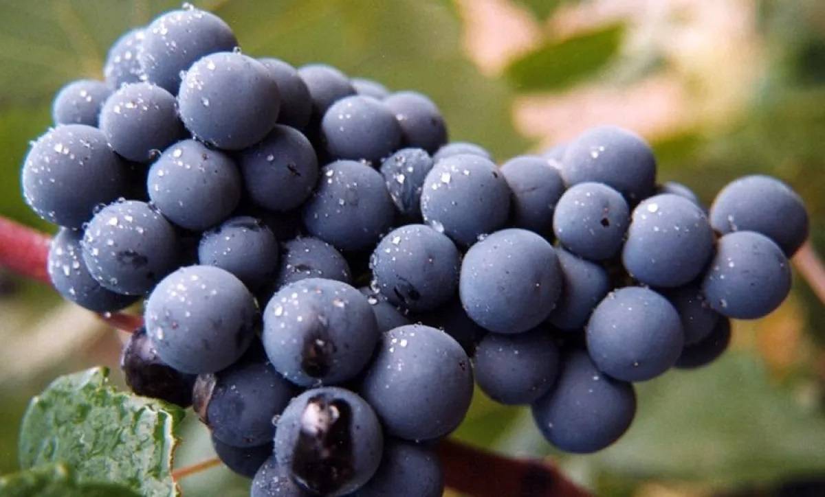 শতাব্দীর পর শতাব্দী ধরে এই অদ্ভুত বিশ্বাস রয়েছে স্পেনের কিছু মানুষের মনে। আর পরবর্তীতে স্পেনের মানুষের হাত ধরেই এই সংস্কৃতি ছড়িয়ে পড়েছে লাতিন আমেরিকার নানা জায়গায়। এখন সেখানেও ৩১ ডিসেম্বর মুখে ১২টা আঙুর পোরার খেলায় মাতেন বহু মানুষ।