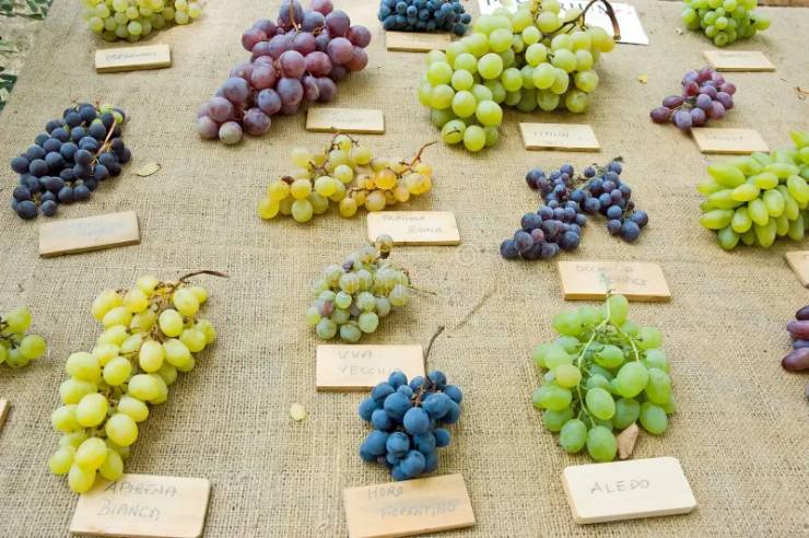 তবে যে কোনও আঙুর নয়। স্পেনে এই খেলাটা খেলার জন্য সবচেয়ে জনপ্রিয় হল আলেদো আঙুর। স্পেনের আলিকানতে এলাকায় এই আঙুরের চাষ সবচেয়ে বেশি হয়। 